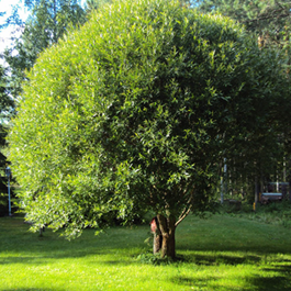 Ива ломкая шаровидная Salix fragolis  